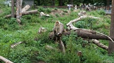 Wybieg magotów we wrocławskim zoo, sierpień 2026