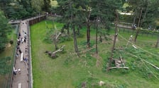 Wybieg magotów we wrocławskim zoo, sierpień 2026