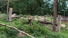 Wybieg magotów we wrocławskim zoo, sierpień 2026