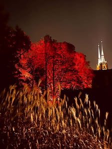 <p>Ogr&oacute;d Botaniczny Uniwersytetu Wrocławskiego w barwach jesieni</p>