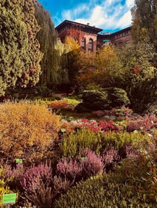 <p>Ogr&oacute;d Botaniczny Uniwersytetu Wrocławskiego w barwach jesieni</p>