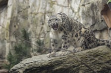 Pantery śnieżne w ZOO Wrocław