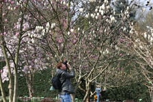 Festiwal Magnolii w Ogrodzie Botanicznym