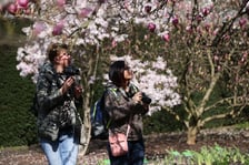 Festiwal Magnolii w Ogrodzie Botanicznym