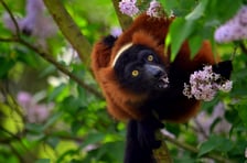 <p>Lemur wari rudy</p>