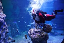 Nurek w stroju świętego Mikołaja we wrocławskim zoo (zdjęcie z ubiegłego roku)