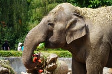 <p>Słonie z zoo lubią słodkie arbuzy.</p>