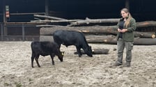 Krówki-miniaturki, czyli bydło rasy dahomey