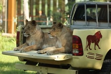 Uroczyste otwarcie nowej Lwiarni we wrocławskim zoo