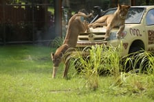 Uroczyste otwarcie nowej Lwiarni we wrocławskim zoo