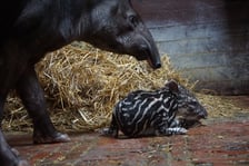 <p>Tapirzyca Sara we wrocławskim zoo</p>