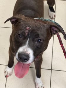 Jeden z psów odebranych podczas interwencji na Rakowcu