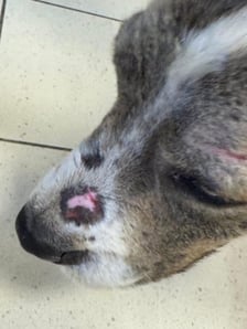 Jeden z psów odebranych podczas interwencji na Rakowcu