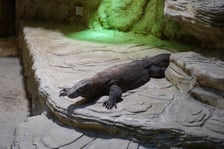 samica warana z Komodo, Flores