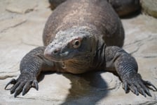 samica warana z Komodo, Flores