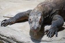 samica warana z Komodo, Flores