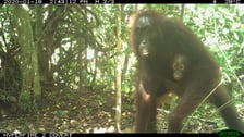 <p>Orangutan, zdjęcie z fotopułapki organizacji Hutan</p>