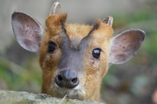 <p>Mundżak chiński Tata</p>