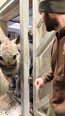 Przygotowania do transportu Csülöka, samca nosorożca z Węgier, który będzie partnerem Marusi