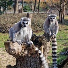 <p>Lemury katta we wrocławskim zoo</p>