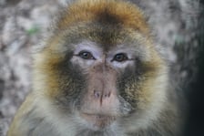 Makaki berberyjskie (magoty) we wrocławskim zoo