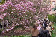 Festiwal Magnolii w Ogrodzie Botanicznym - 19.04.2026 r.