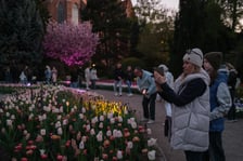 Iluminacje Tulipanowe w Ogrodzie Botanicznym - 25.04.2026 r.
