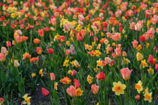 Iluminacje Tulipanowe w Ogrodzie Botanicznym - 25.04.2026 r.