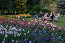 Iluminacje Tulipanowe w Ogrodzie Botanicznym - 25.04.2026 r.