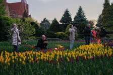 Iluminacje Tulipanowe w Ogrodzie Botanicznym - 25.04.2026 r.