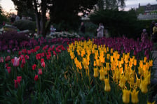 Iluminacje Tulipanowe w Ogrodzie Botanicznym - 25.04.2026 r.