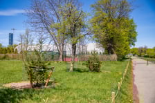 <p>Nasadzenia zieleni przy Armii Krajowej</p>