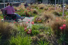 <p>Tulipany na pl. Nowy Targ</p>