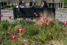 <p>Tulipany na pl. Nowy Targ</p>