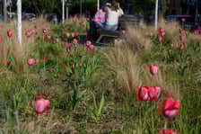 <p>Tulipany na pl. Nowy Targ</p>