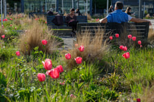 <p>Tulipany na pl. Nowy Targ</p>