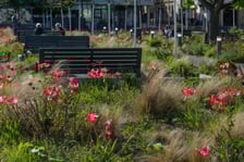 <p>Tulipany na pl. Nowy Targ</p>