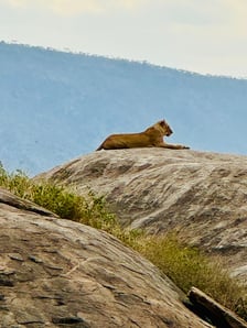 Badania i wcześniejszy rekonesans w Serengeti