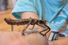 Edukacyjna Motylarnia działa w Boguszycach (gmina Oleśnica)