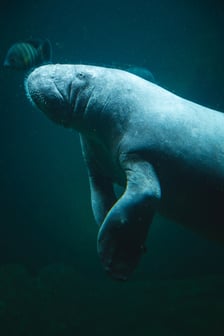 Manat z Afrykarium w ogrodzie zoologicznym we Wrocławiu