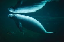 Manat mieszkający Afrykarium w ogrodzie zoologicznym we Wrocławiu