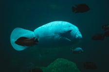 Manat z Afrykarium w ogrodzie zoologicznym we Wrocławiu