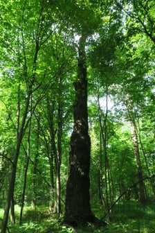 Czatownik