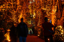 <p>Dyniowe Iluminacje w Ogrodzie Botanicznym we Wrocławiu</p>