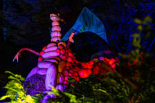 <p>Dyniowe Iluminacje w Ogrodzie Botanicznym we Wrocławiu</p>