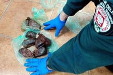 Na drogowym przejściu granicznym w Kuźnicy KAS zatrzymała przemyt 8 wysuszonych gruczołów skórnych bobra europejskiego. Właściciel nietypowego towaru wyjaśniał, że ważące blisko kilogram organy wewnętrzne tego chronionego gatunku ssaka, miały być prezentem dla znajomego jako lekarstwo. Bóbr europejski objęty jest w Polsce częściową ochroną gatunkową