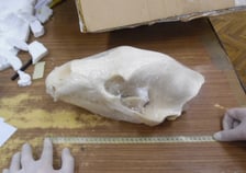 3 czaszki niedźwiedzia brunatnego zostały wykryte podczas kontroli przesyłek zagranicznych w Przemyślu. Niedźwiedź brunatny jest chroniony przepisami międzynarodowej Konwencji Waszyngtońskiej CITES