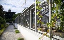 Trwa remont zabytkowych szklarni w Ogrodzie Botanicznym. Wewnątrz znajduja się już pierwsze rośliny