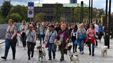 Parada Psów Wrocławskich