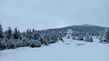 Na zdjęciu śnieg w Karkonoszach